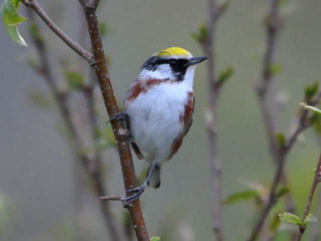 Chestnut-sided Warbler