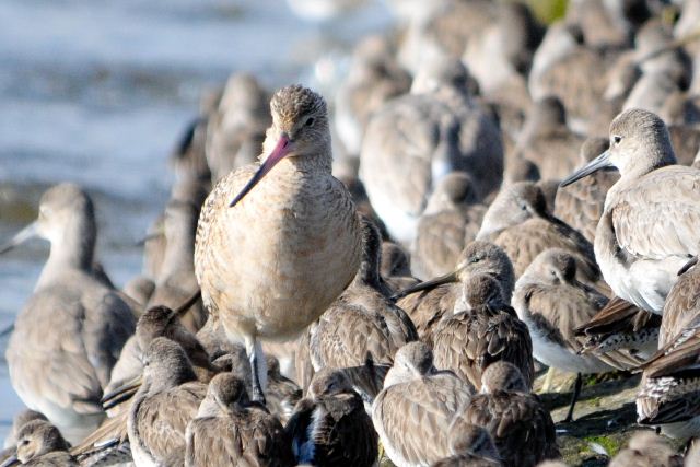 Marbled Godwit