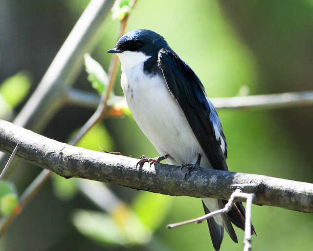 Tree Swallows