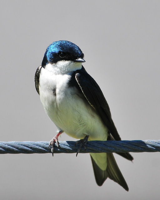 Tree Swallows