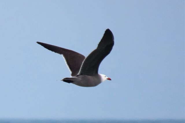 Heermann's Gull