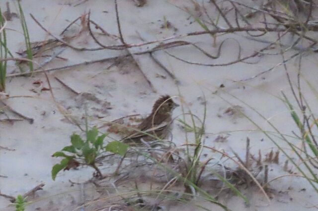 Lark Bunting