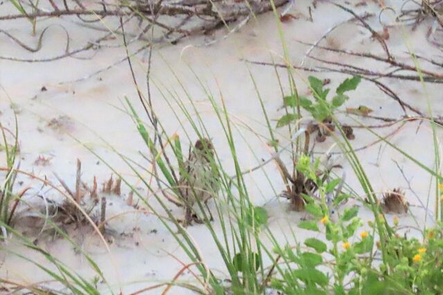 Lark Bunting