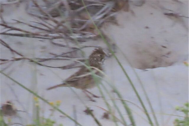 Lark Bunting