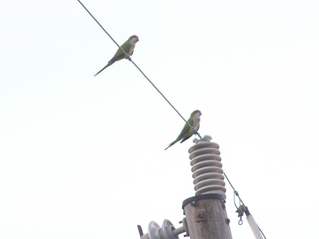 Monk Parakeets