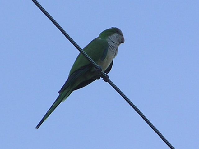 Monk Parakeets