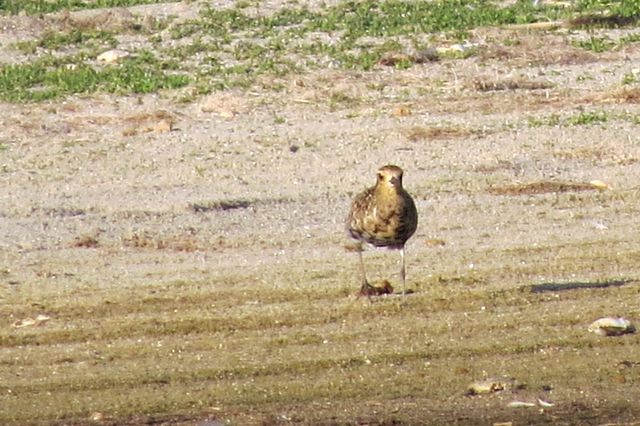 Pacific Golden-Plover