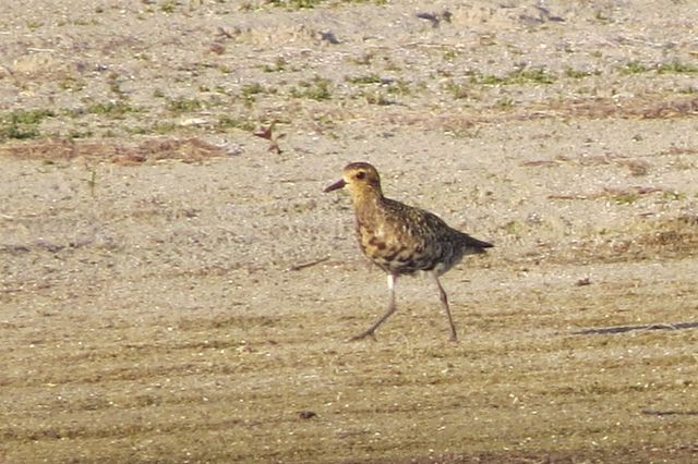 Pacific Golden-Plover