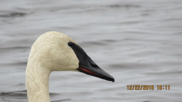 Trumpeter Swan