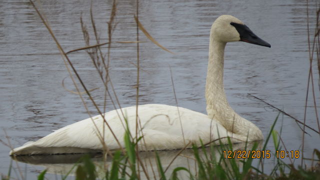 Trumpeter Swan