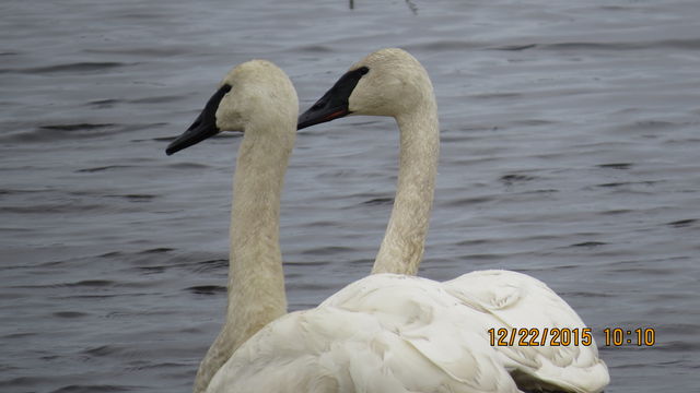 Trumpeter Swan