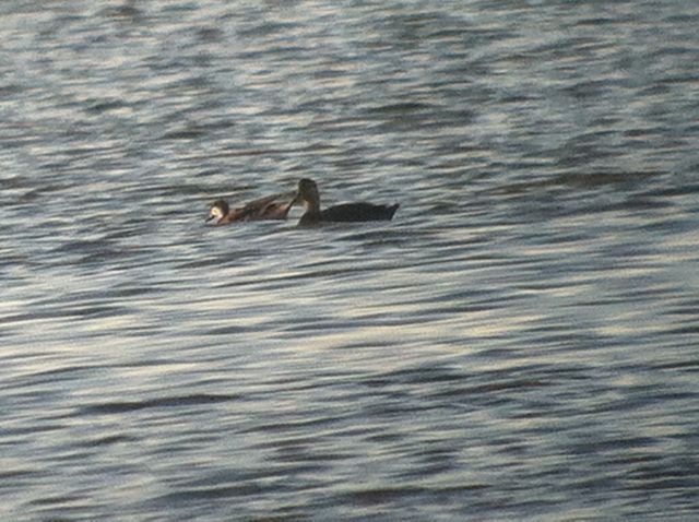 White-cheeked Pintail