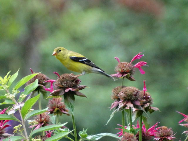 American Goldfinch
