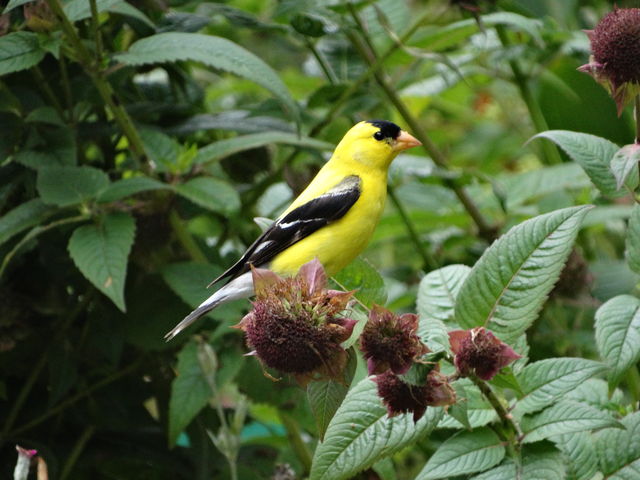 American Goldfinch