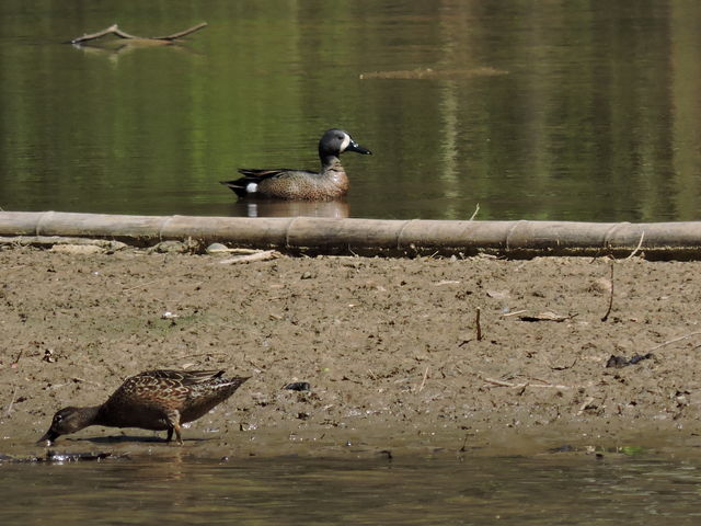 Blue-winged Teal