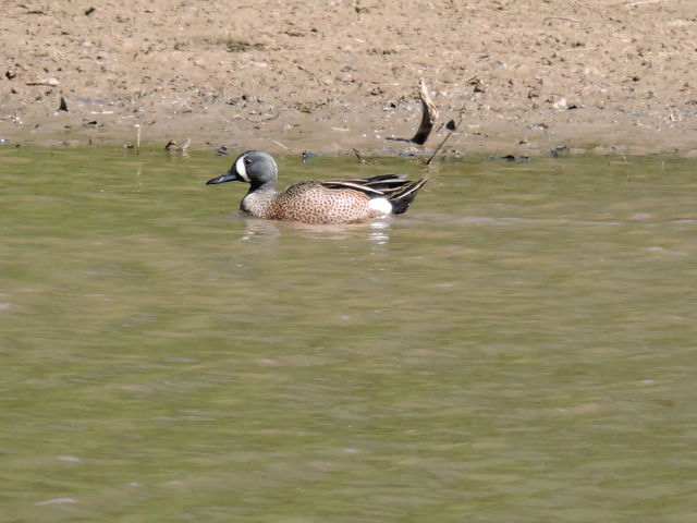 Blue-winged Teal