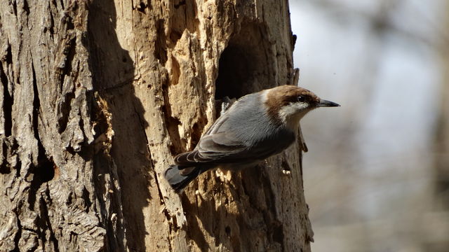 Brown-headed Nuthatch