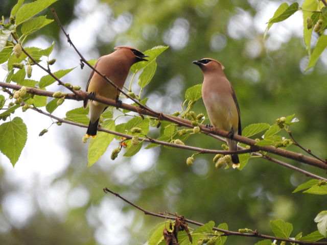 Cedar Waxwing