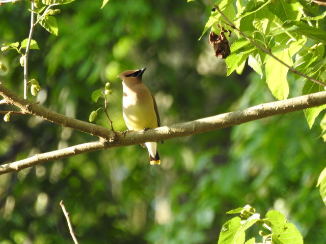 Cedar Waxwing