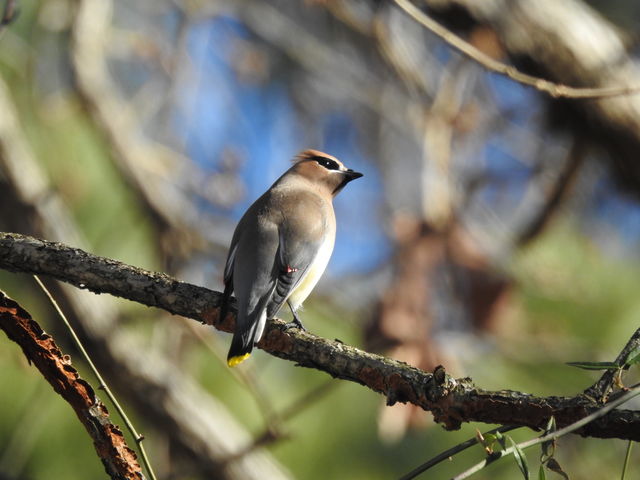 Cedar Waxwing