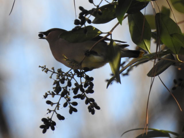 Cedar Waxwing