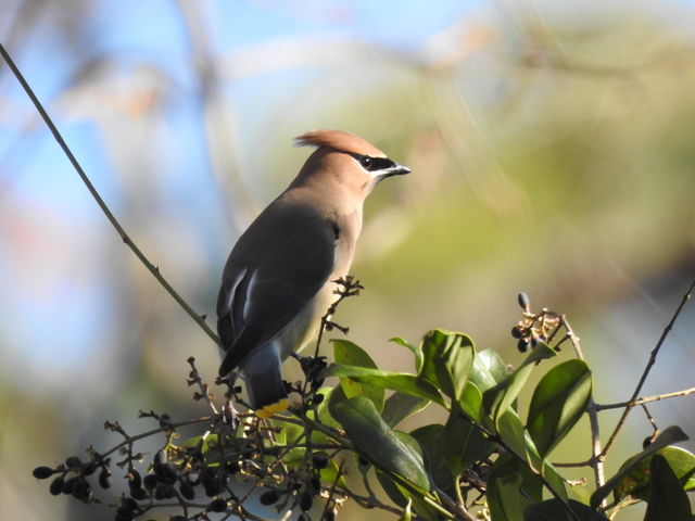 Cedar Waxwing
