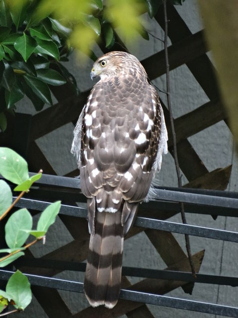 Cooper's Hawk