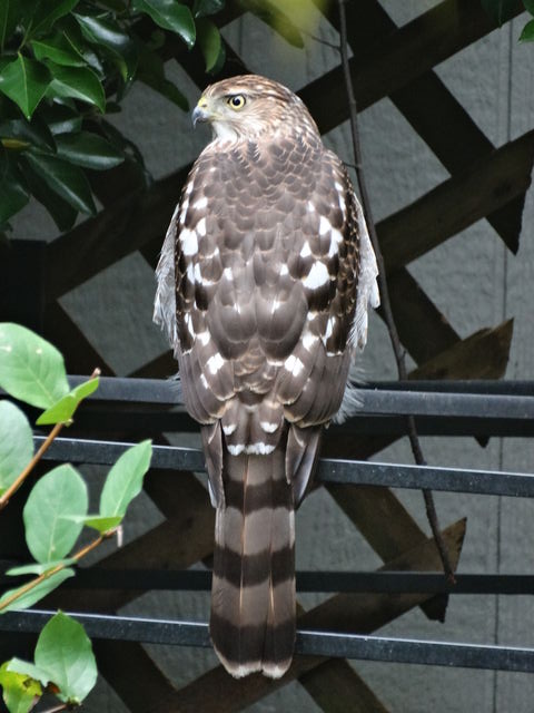 Cooper's Hawk