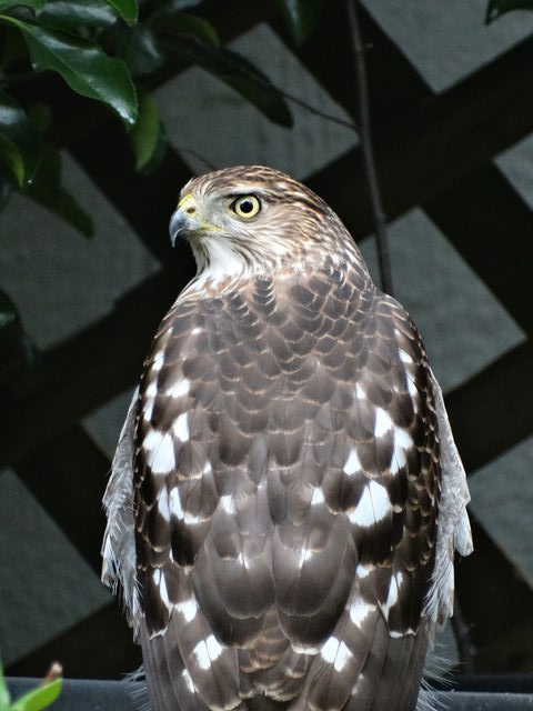 Cooper's Hawk