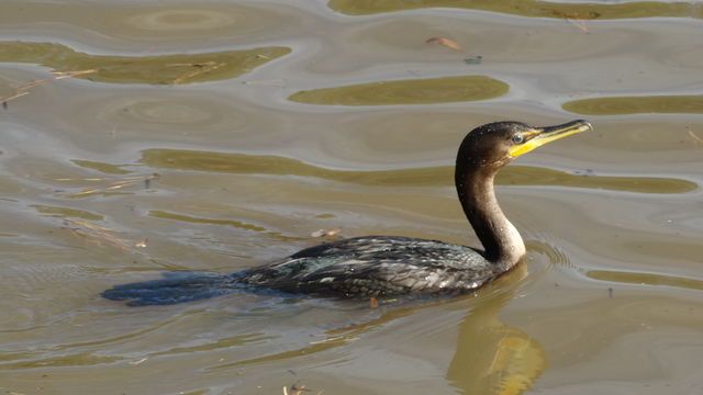 Double-crested Cormorant