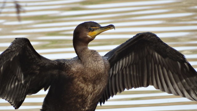 Double-crested Cormorant