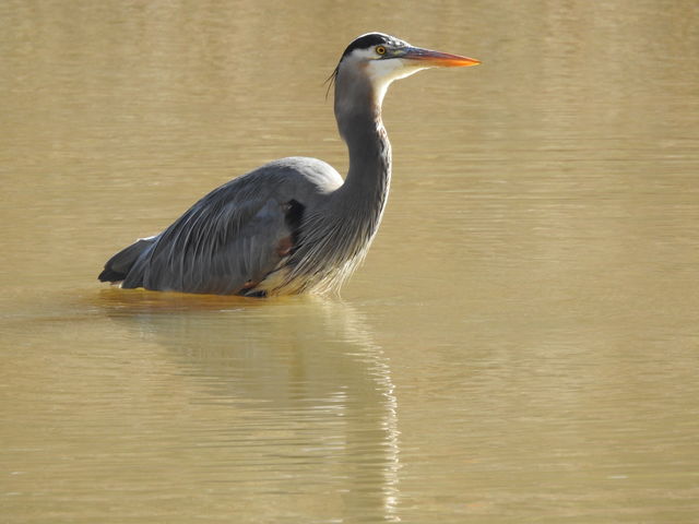 Great Blue Heron