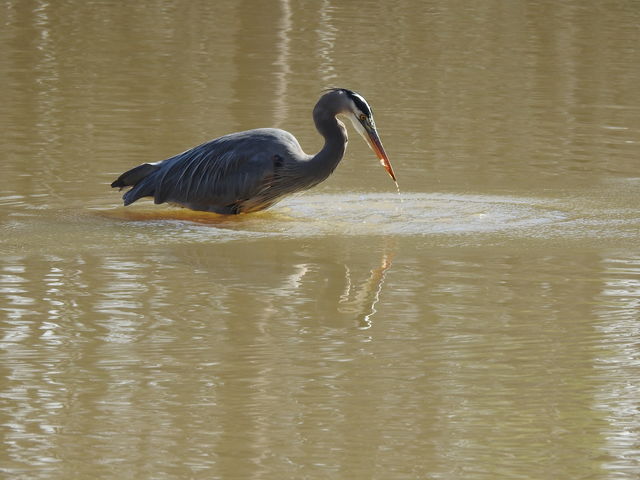 Great Blue Heron