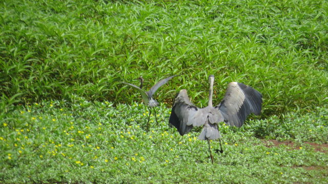 Great Blue Heron