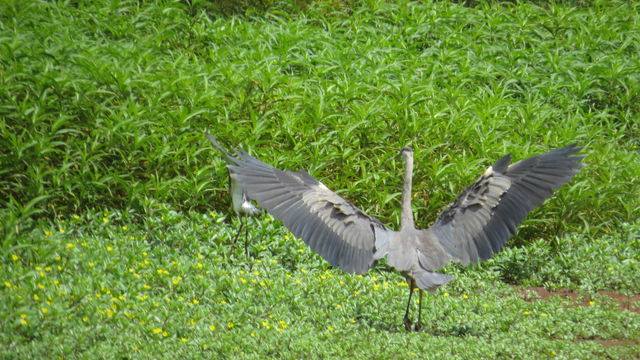Great Blue Heron