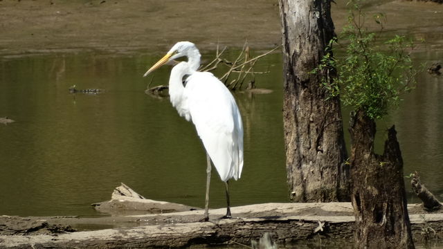 Great Egret