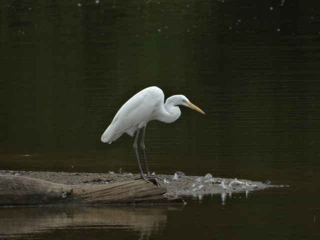 Great Egret