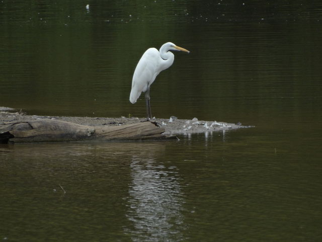 Great Egret