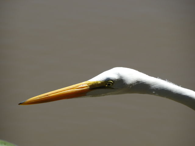 Great Egret