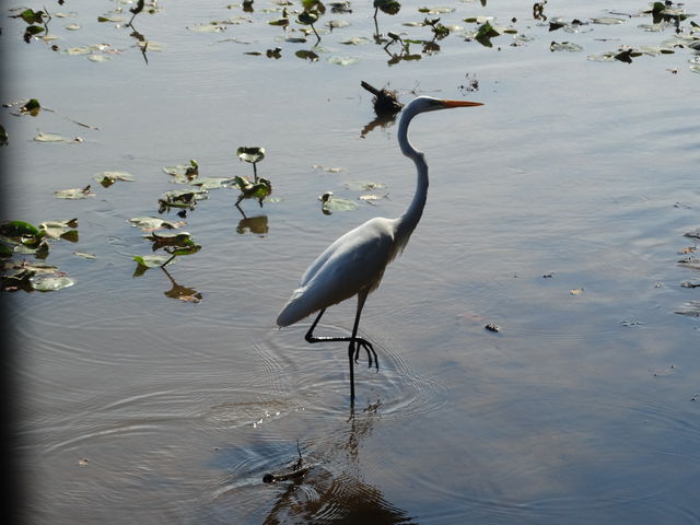 Great Egret