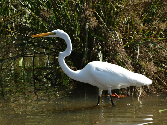 Great Egret
