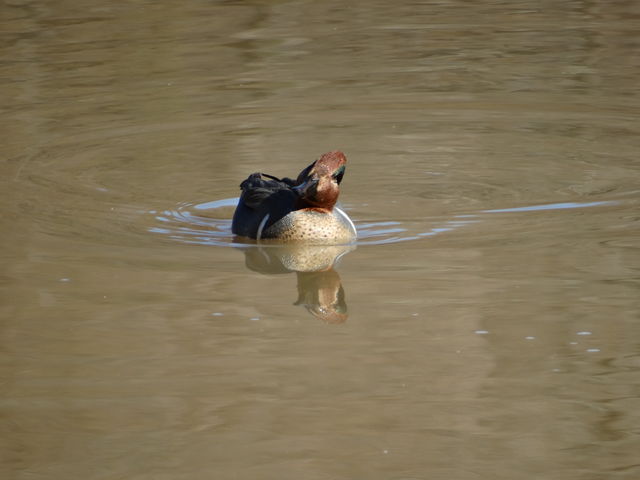 Green-winged Teal