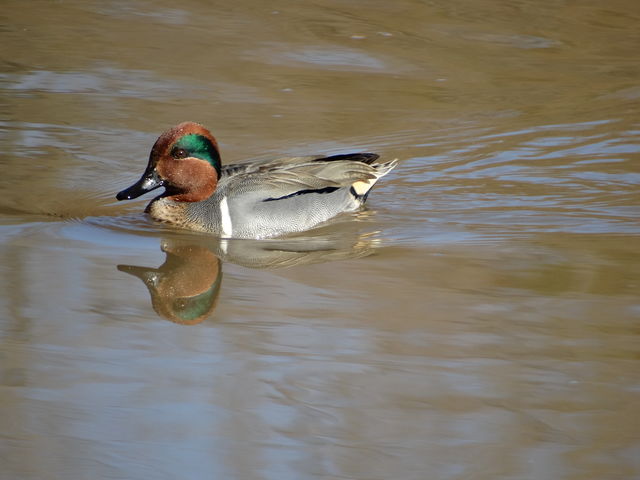 Green-winged Teal