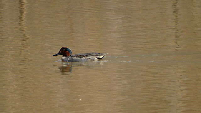 Green-winged Teal