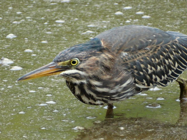 Green Heron