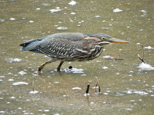 Green Heron