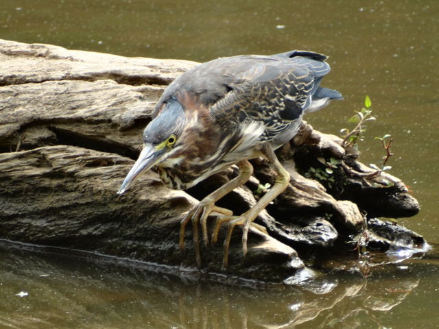 Green Heron