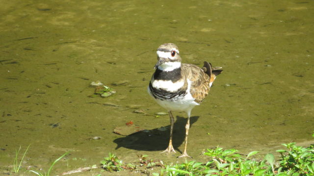 Killdeer