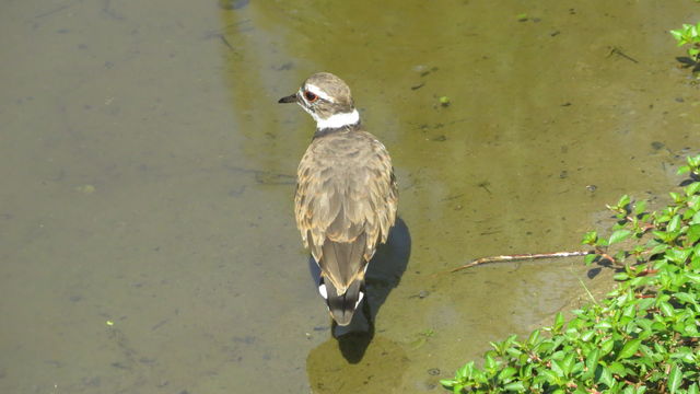 Killdeer