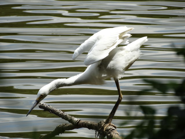 Little Blue Heron